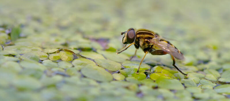 schwebfliege_ag2_17-standard-u84wn0.jpg