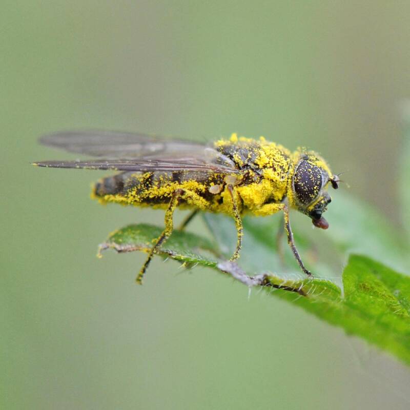 Schwebfliege / Orth an der Donau