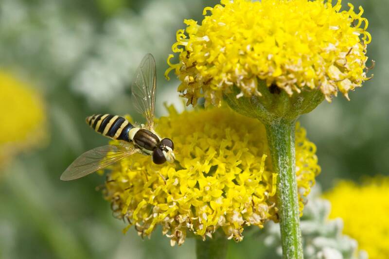 schwebfliege_orth4_24-standard-p12i0c.jpg