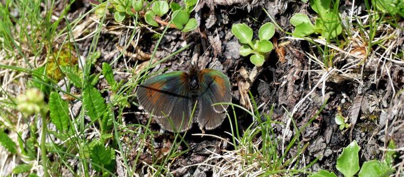 Schweizer Schillernder Mohrenfalter