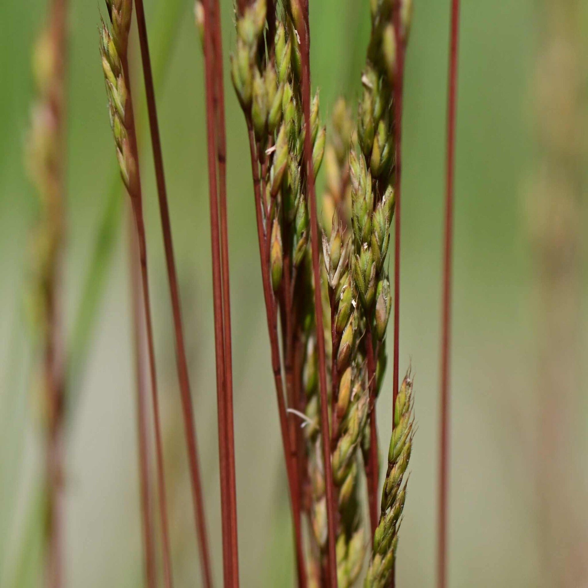 wir flattern auf heimische nachtfalter tagfalter raupen nahrungspflanzen österreich petra urbanek inge biller sabine gasparitz wirflatternauf bugs-team