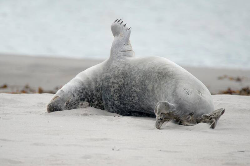 Seehund / Helgoland