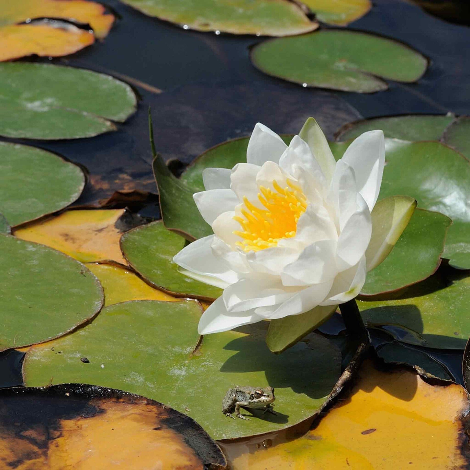 wir flattern auf heimische nachtfalter tagfalter raupen nahrungspflanzen österreich petra urbanek inge biller sabine gasparitz wirflatternauf bugs-team