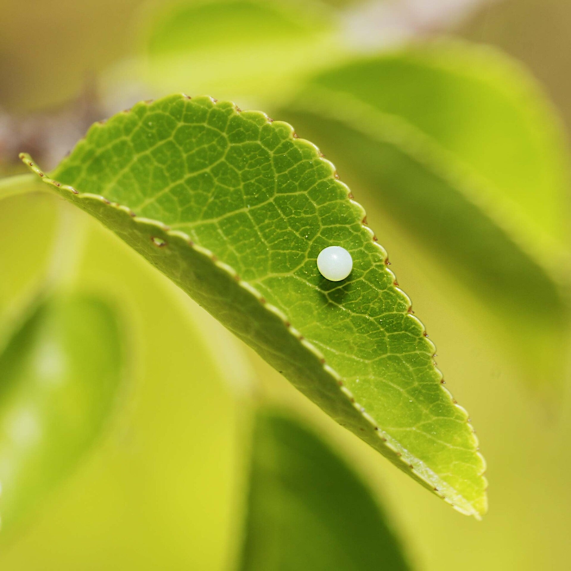 Iphiclides podalirius Segelfalter