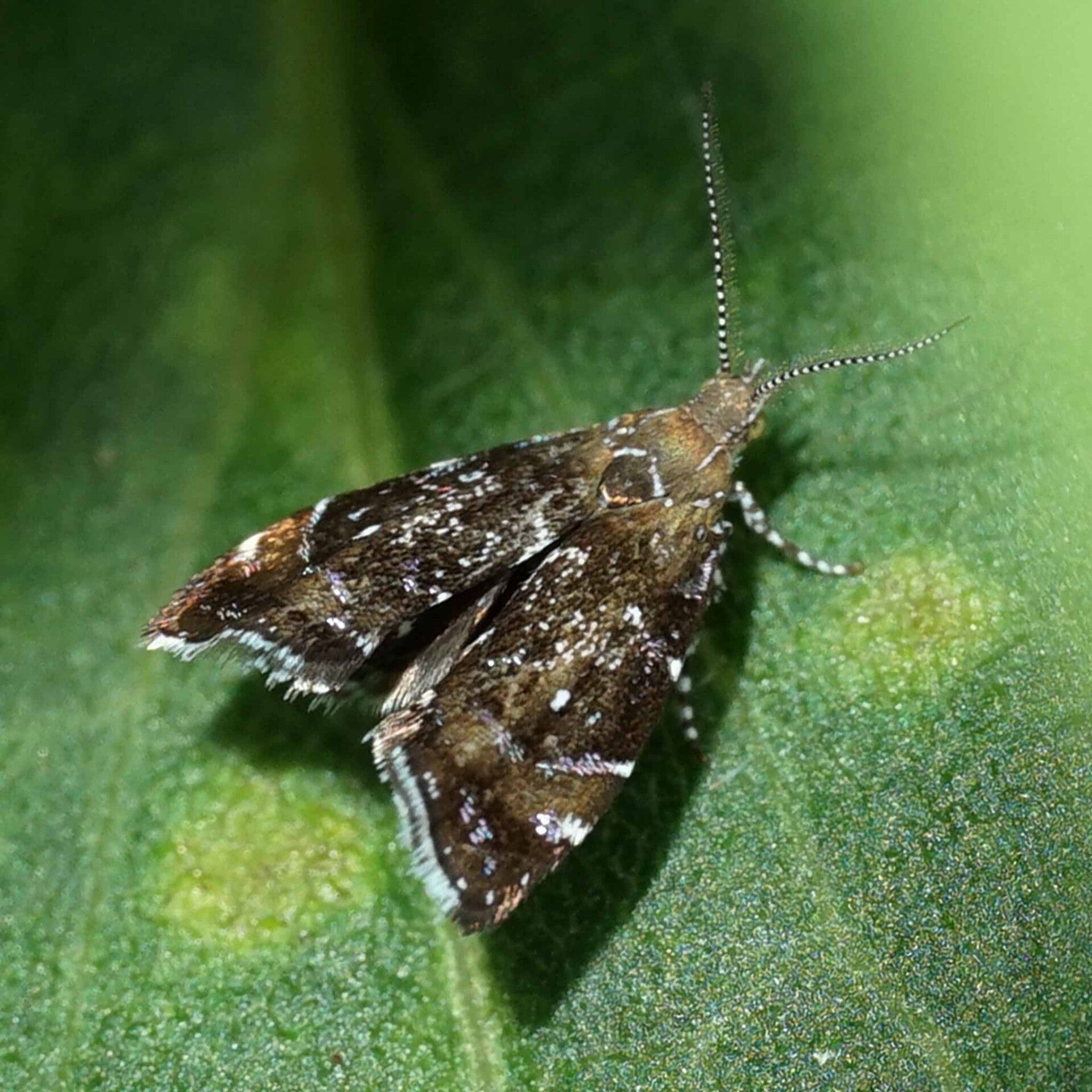 wir flattern auf heimische nachtfalter tagfalter raupen nahrungspflanzen österreich petra urbanek inge biller sabine gasparitz wirflatternauf bugs-team