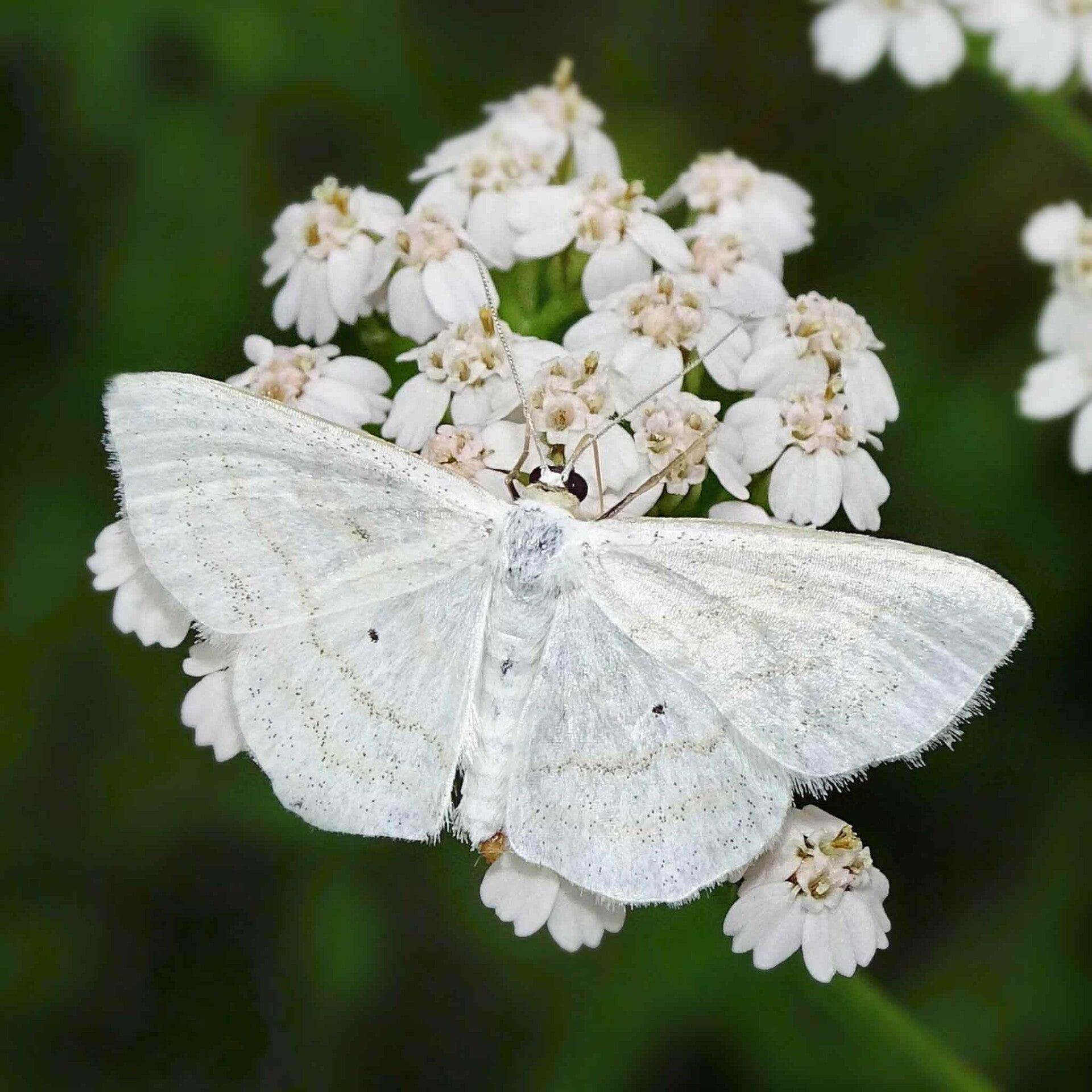 wir flattern auf heimische nachtfalter tagfalter raupen nahrungspflanzen österreich petra urbanek inge biller sabine gasparitz wirflatternauf bugs-team