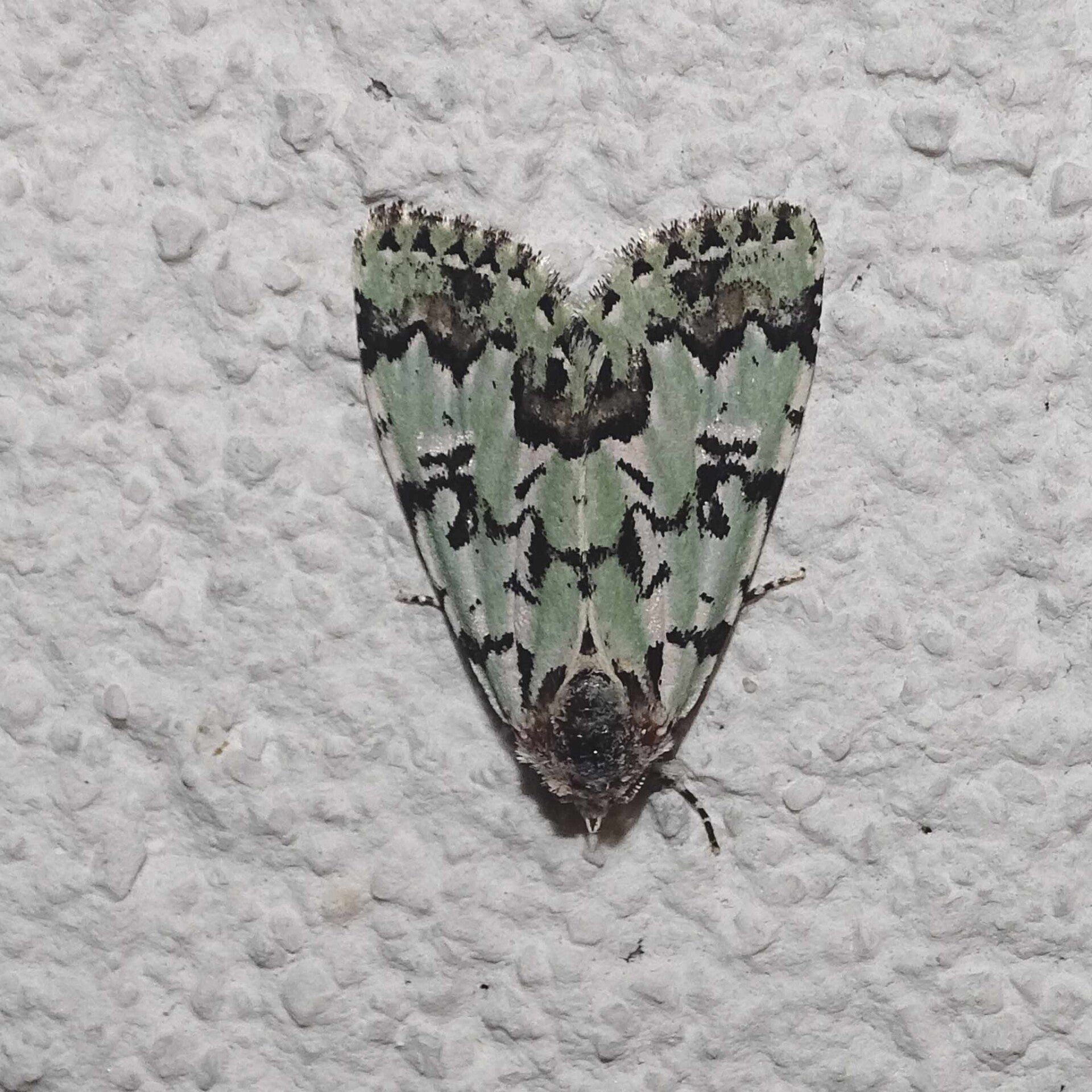 wir flattern auf heimische nachtfalter tagfalter raupen nahrungspflanzen österreich petra urbanek inge biller sabine gasparitz wirflatternauf bugs-team