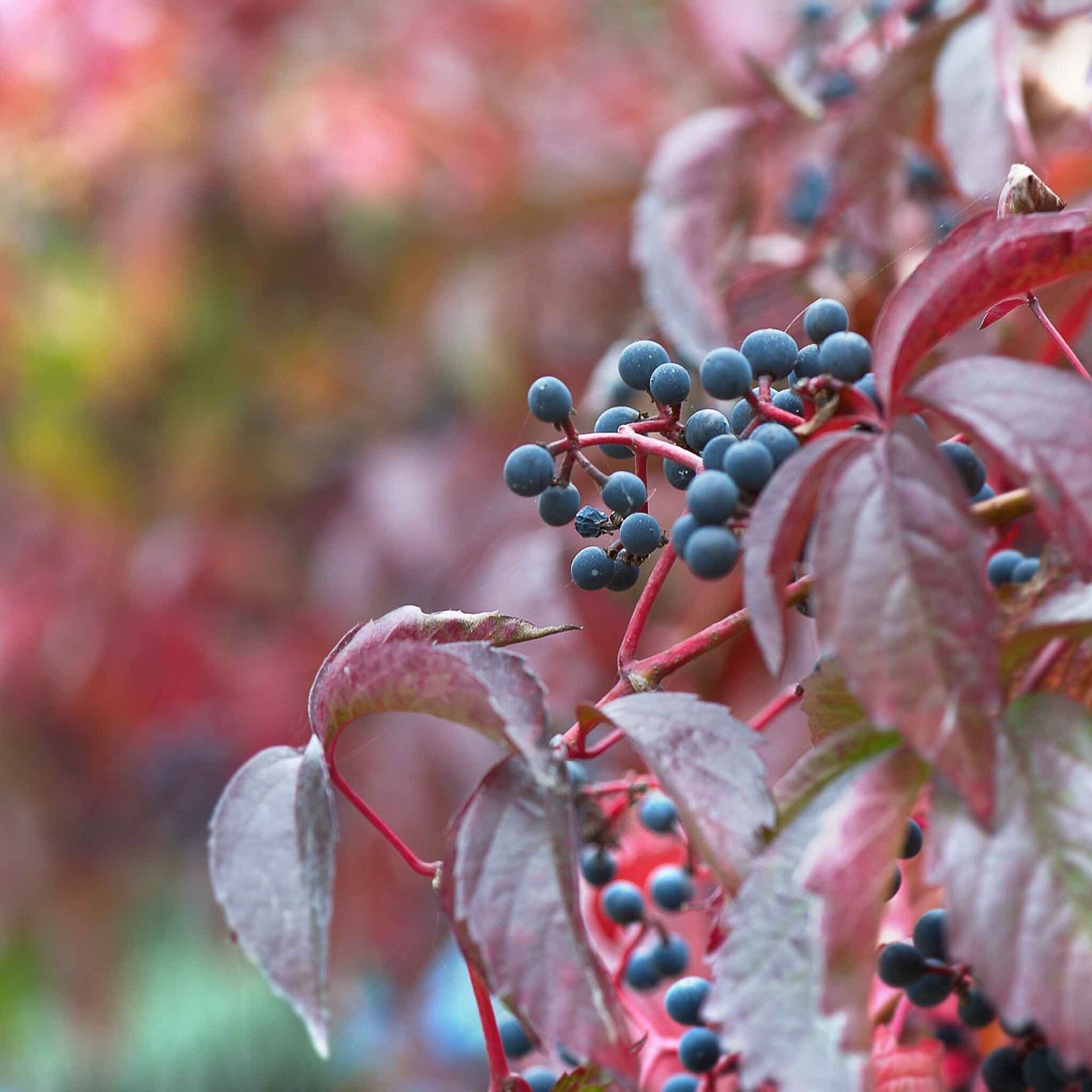 wir flattern auf heimische nachtfalter tagfalter raupen nahrungspflanzen österreich petra urbanek inge biller sabine gasparitz wirflatternauf bugs-team