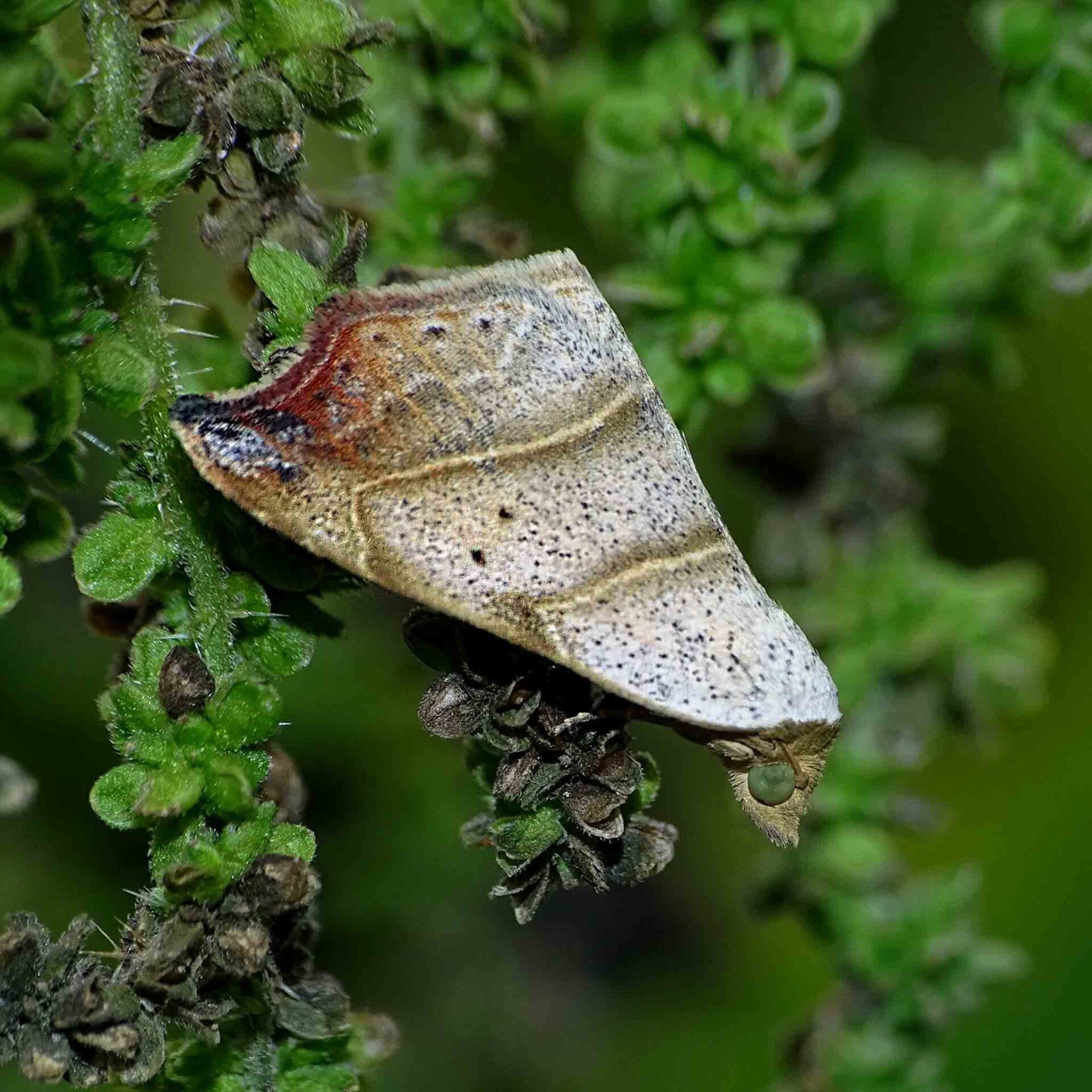 wir flattern auf heimische nachtfalter tagfalter raupen nahrungspflanzen österreich petra urbanek inge biller sabine gasparitz wirflatternauf bugs-team