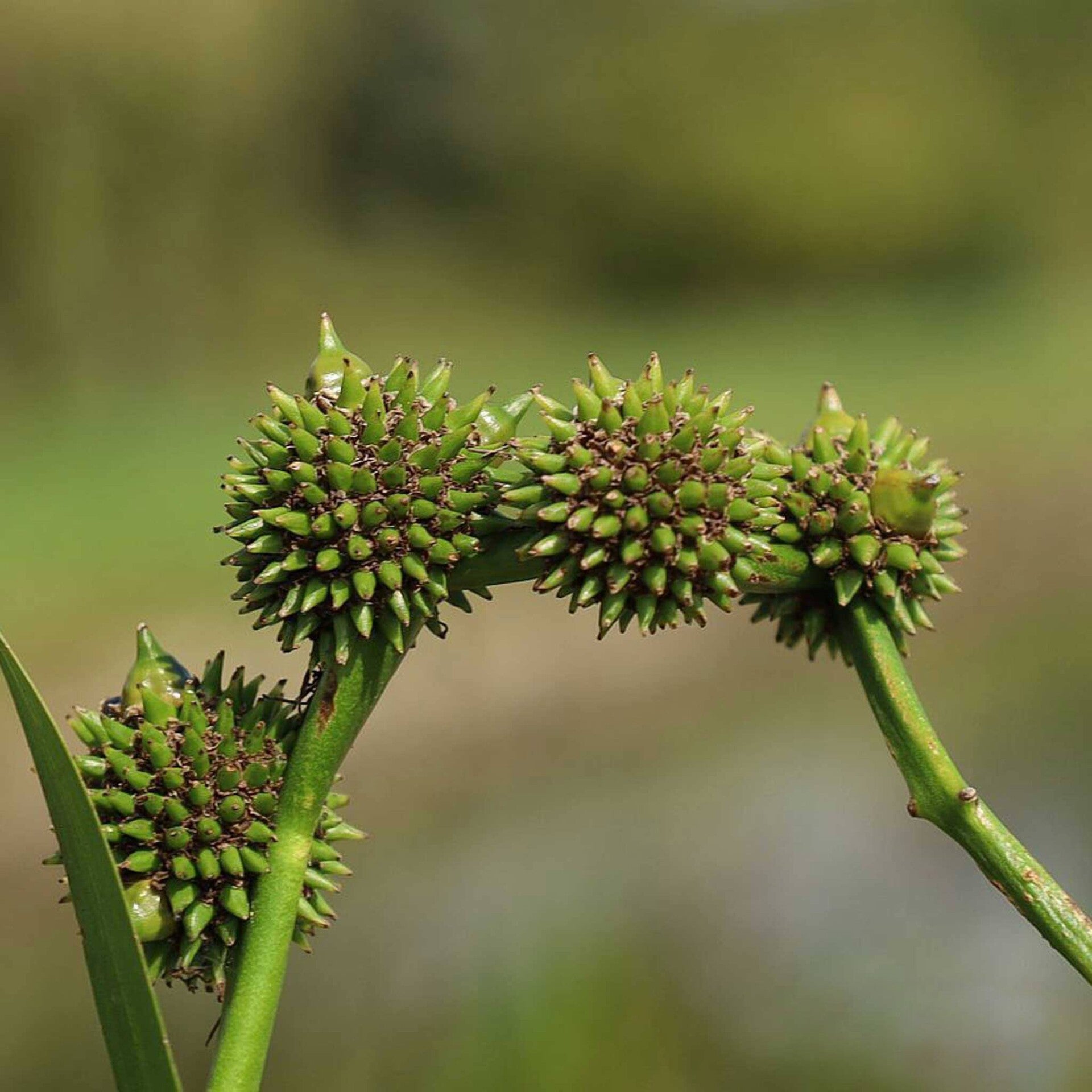 wir flattern auf heimische nachtfalter tagfalter raupen nahrungspflanzen österreich petra urbanek inge biller sabine gasparitz wirflatternauf bugs-team