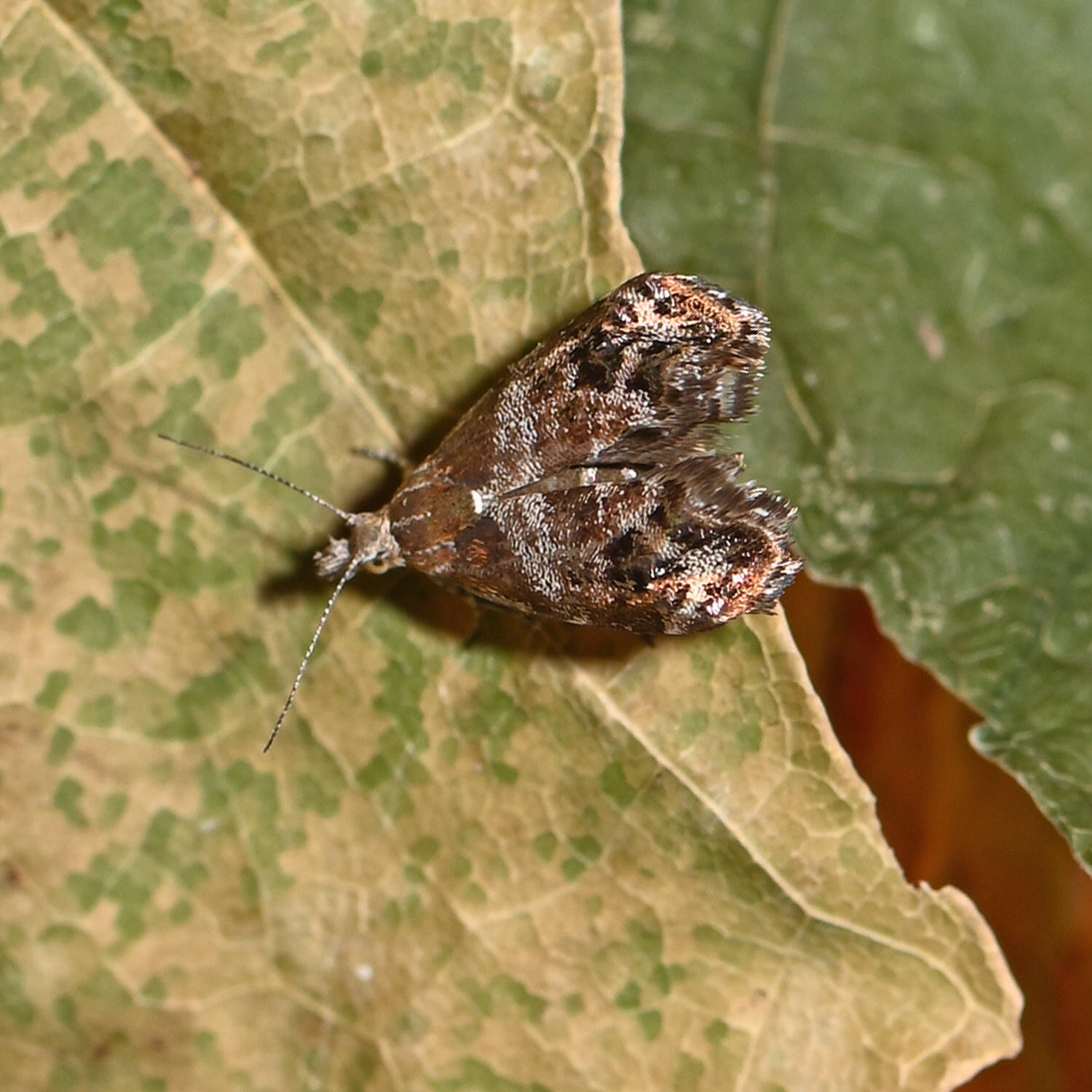 wir flattern auf heimische nachtfalter tagfalter raupen nahrungspflanzen österreich petra urbanek inge biller sabine gasparitz wirflatternauf bugs-team