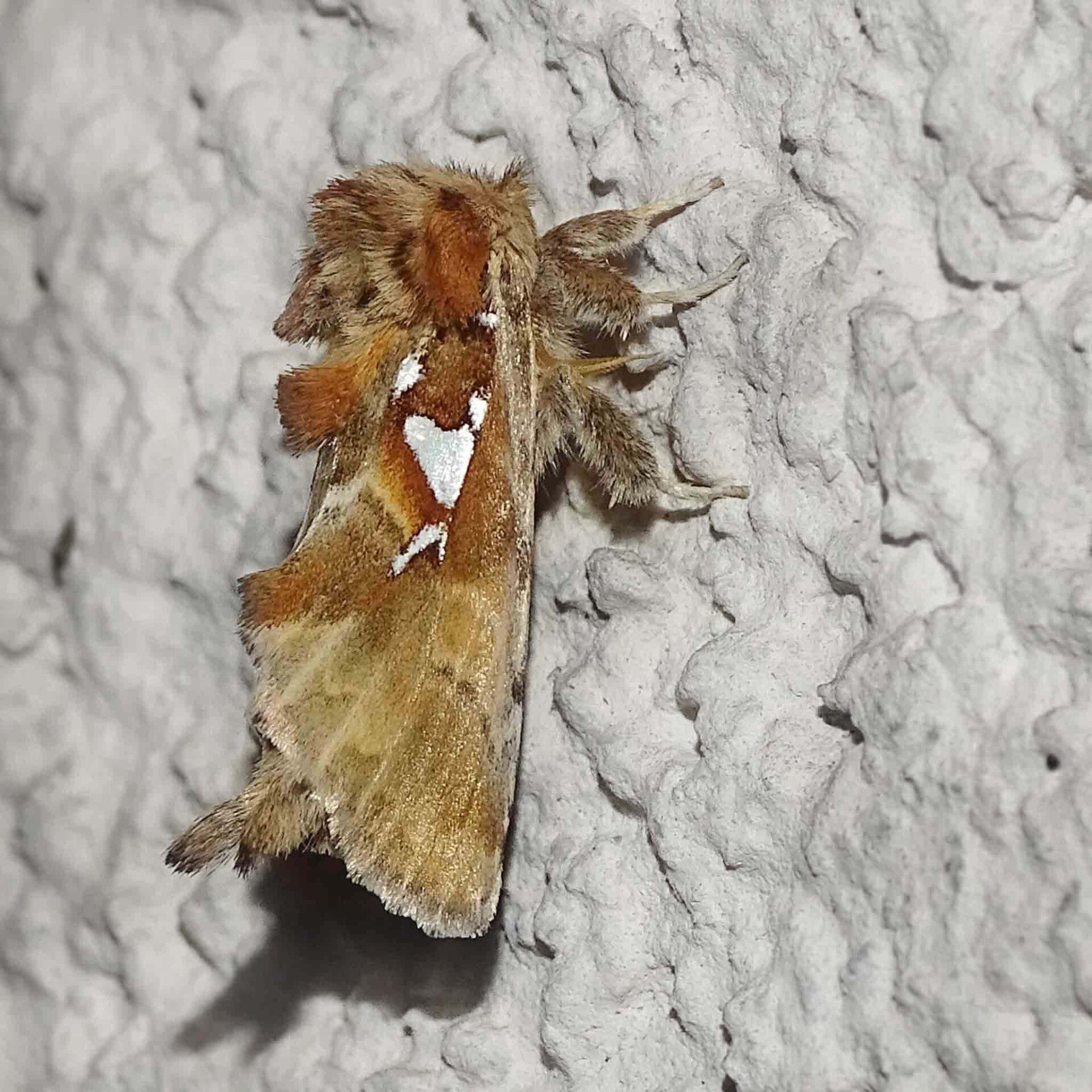 Silberfleck-Zahnspinner Spatalia argentina wir flattern auf heimische nachtfalter tagfalter raupen nahrungspflanzen österreich petra urbanek inge biller sabine gasparitz wirflatternauf bugs-team