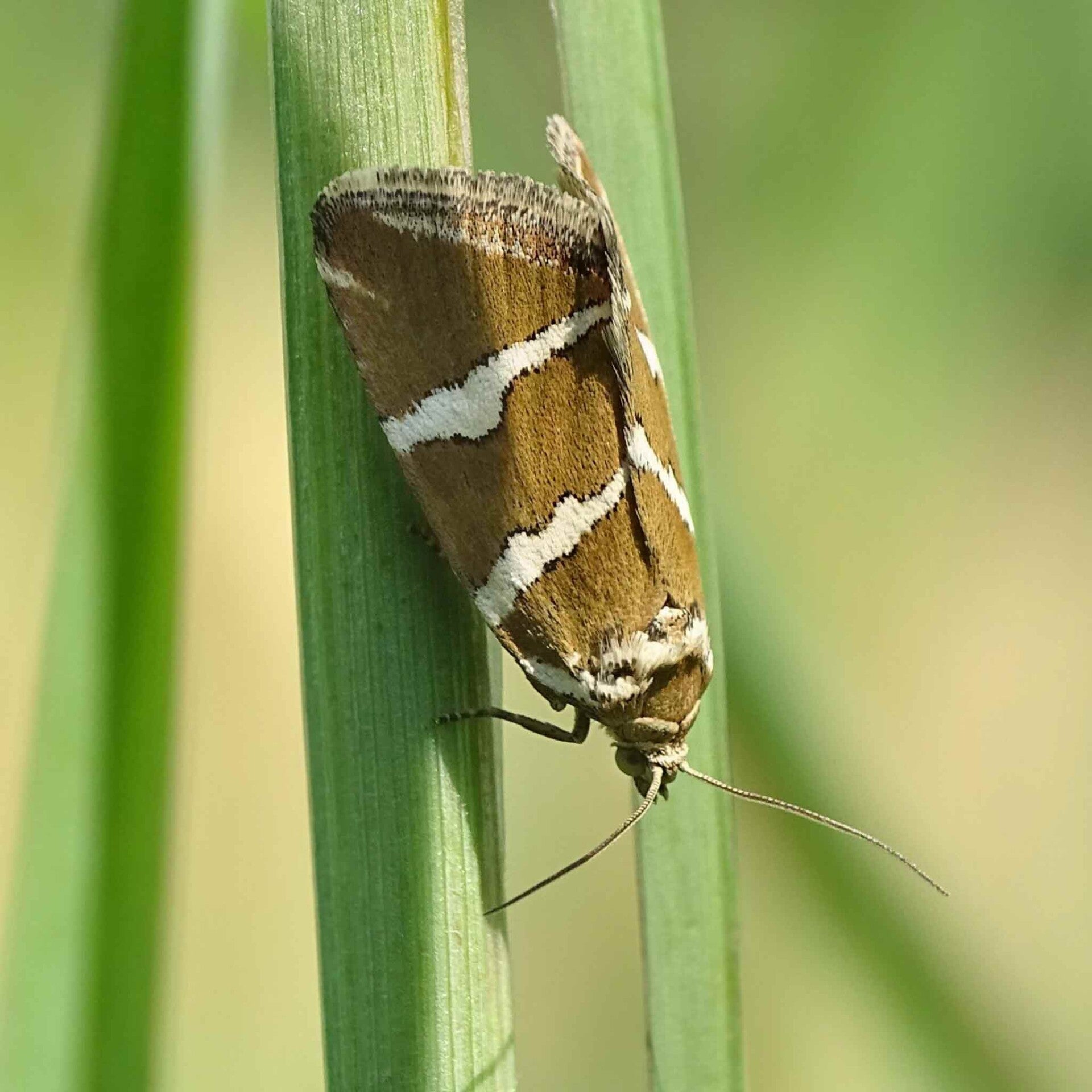 wir flattern auf heimische nachtfalter tagfalter raupen nahrungspflanzen österreich petra urbanek inge biller sabine gasparitz wirflatternauf bugs-team