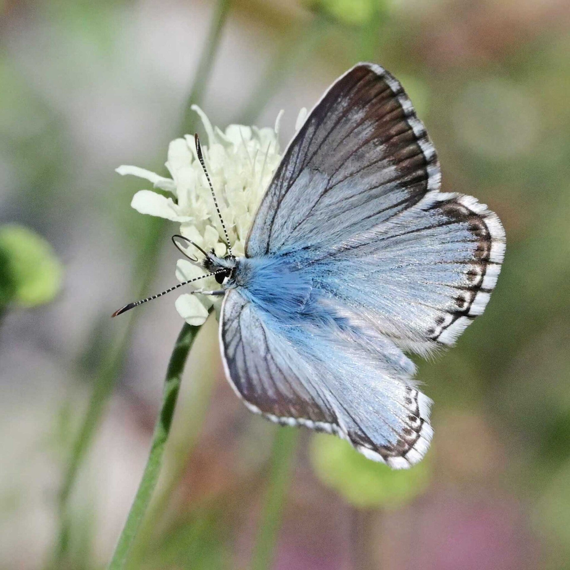 Silbergrüner Bläuling Polyommatus coridon wir flattern auf heimische nachtfalter tagfalter raupen nahrungspflanzen österreich petra urbanek inge biller sabine gasparitz wirflatternauf bugs-team
