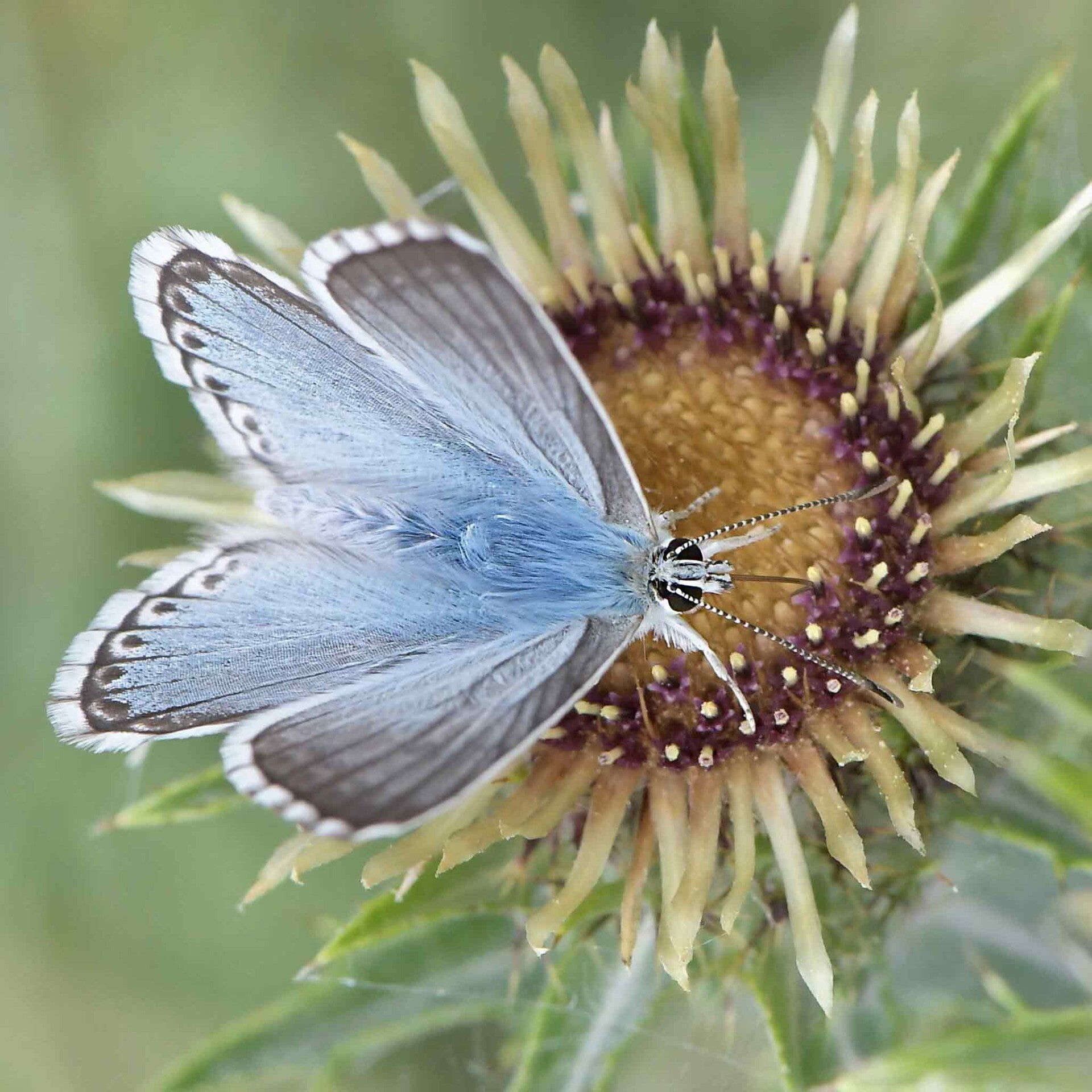 Silbergrüner Bläuling Polyommatus coridon wir flattern auf heimische nachtfalter tagfalter raupen nahrungspflanzen österreich petra urbanek inge biller sabine gasparitz wirflatternauf bugs-team