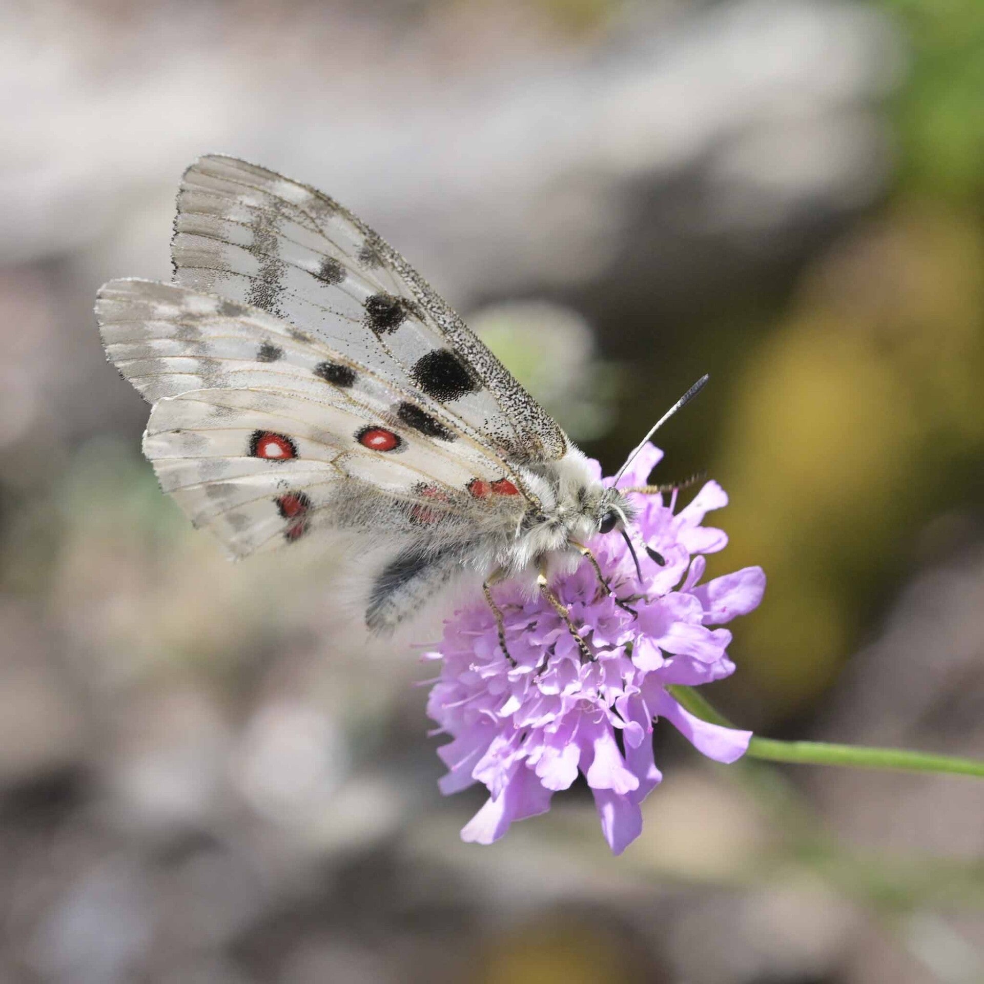 wir flattern auf heimische nachtfalter tagfalter raupen nahrungspflanzen österreich petra urbanek inge biller sabine gasparitz wirflatternauf bugs-team