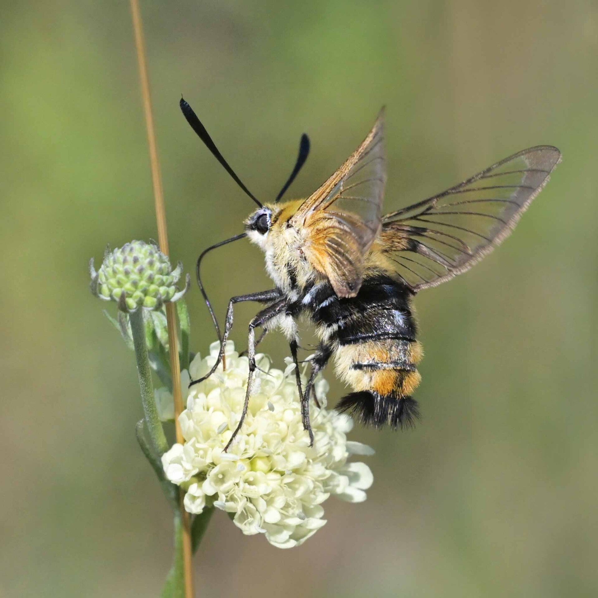 wir flattern auf heimische nachtfalter tagfalter raupen nahrungspflanzen österreich petra urbanek inge biller sabine gasparitz wirflatternauf bugs-team