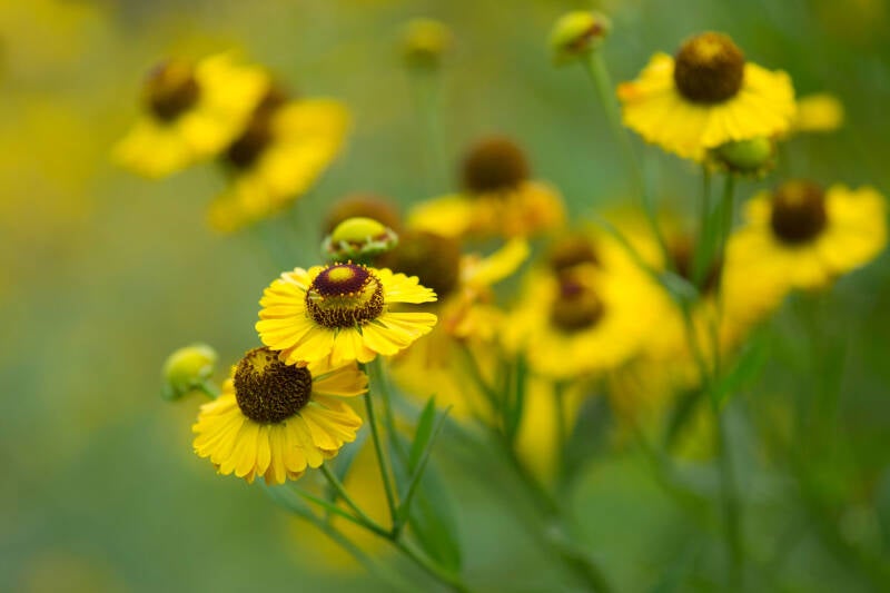 Sonnenhut / Botanischer Garten