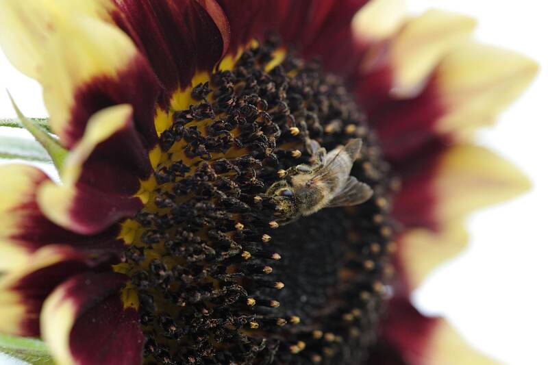 Sonnenblume