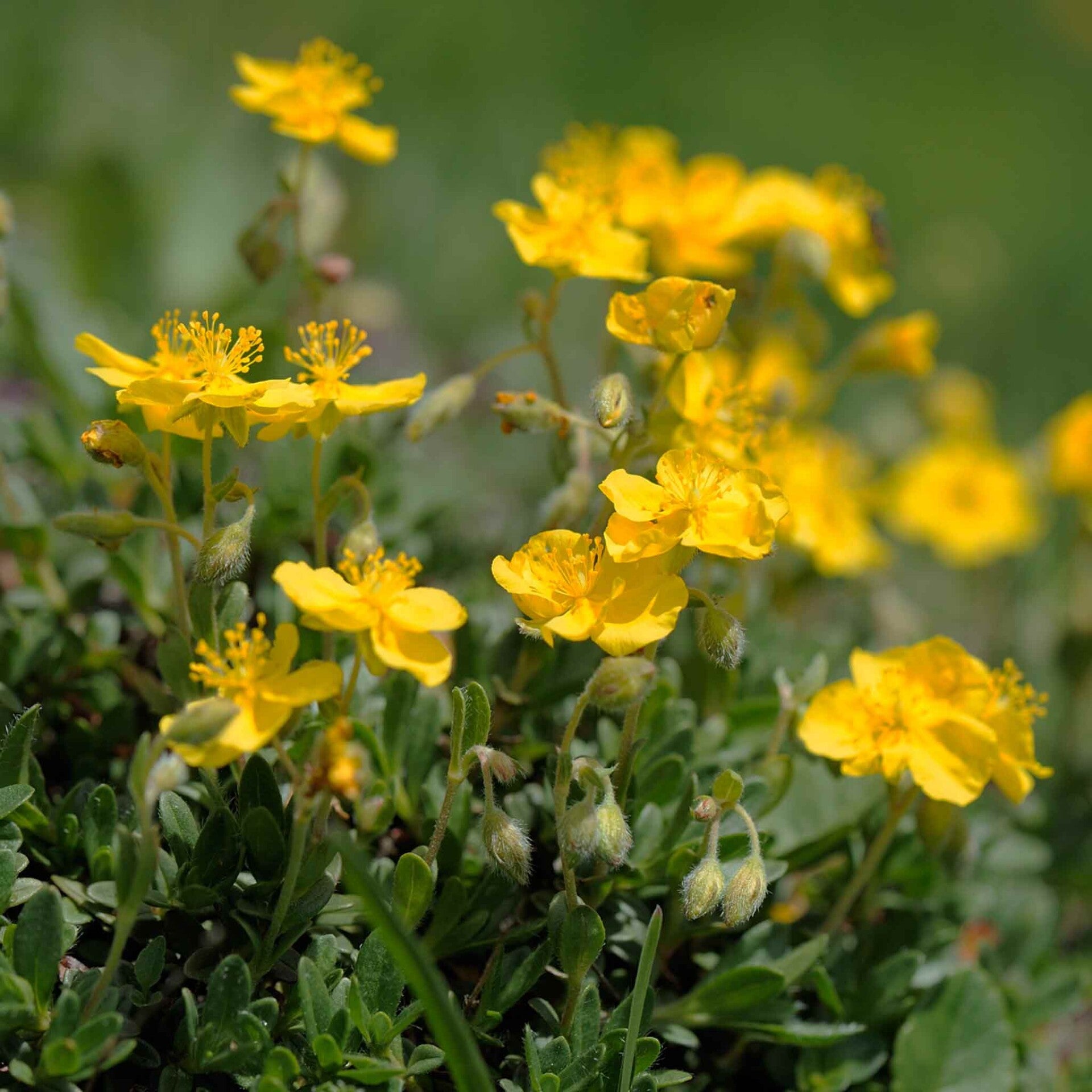 wir flattern auf heimische nachtfalter tagfalter raupen nahrungspflanzen österreich petra urbanek inge biller sabine gasparitz wirflatternauf bugs-team