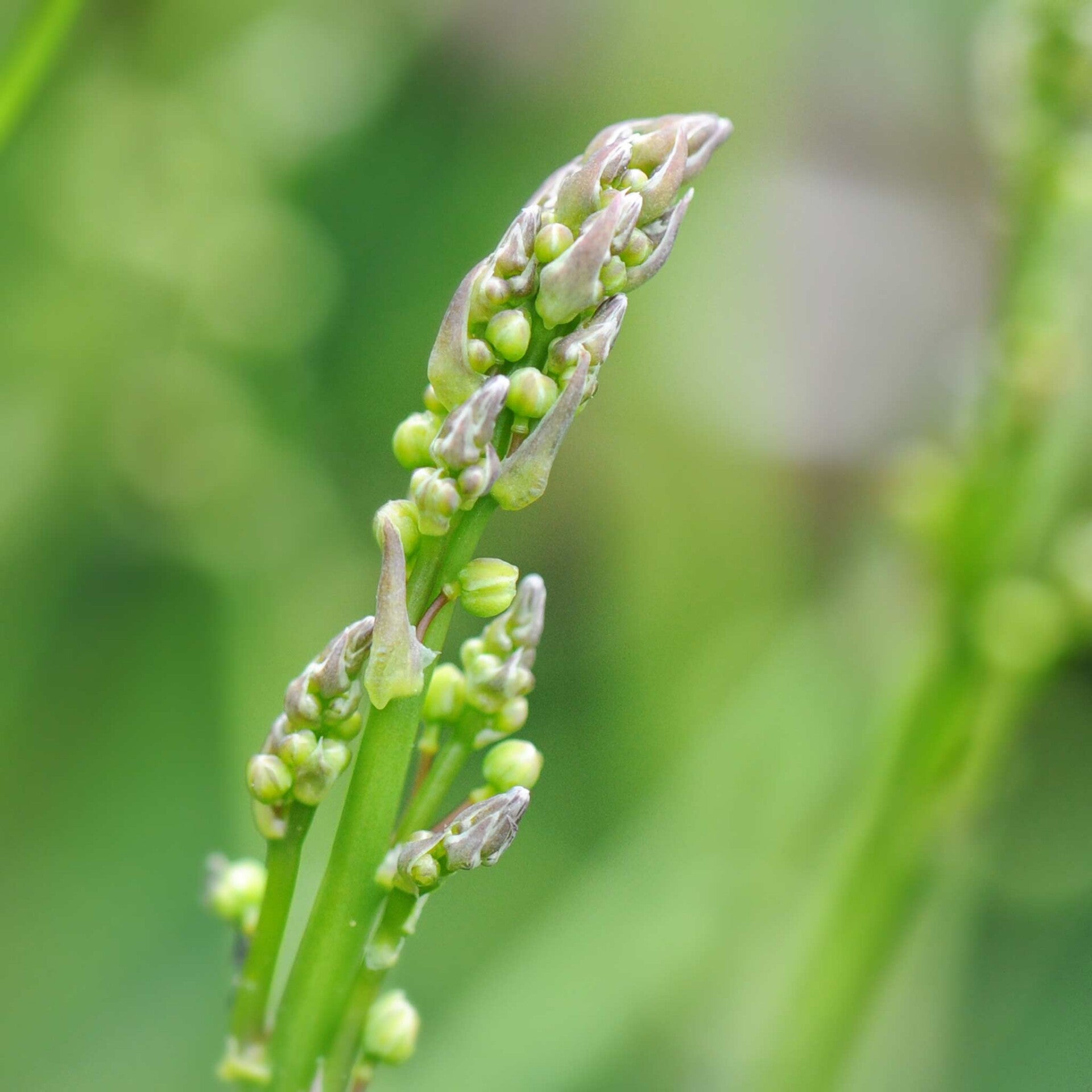 wir flattern auf heimische nachtfalter tagfalter raupen nahrungspflanzen österreich petra urbanek inge biller sabine gasparitz wirflatternauf bugs-team