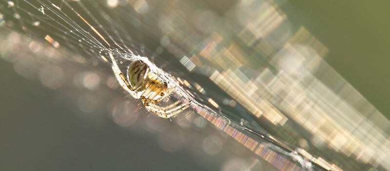 spinne_o4-standard.jpg