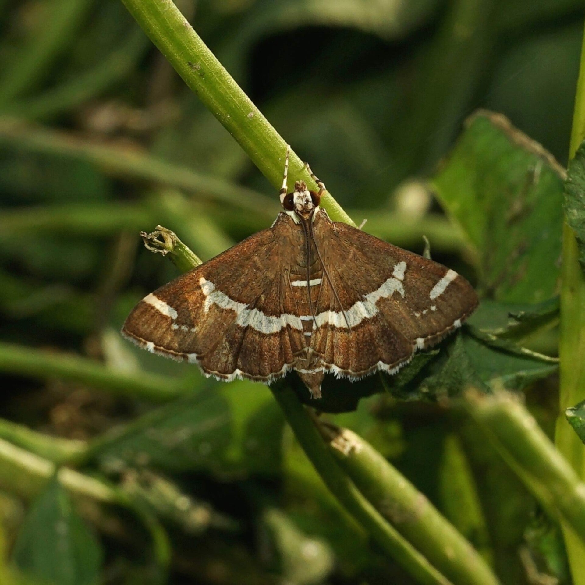 wir flattern auf heimische nachtfalter tagfalter raupen nahrungspflanzen österreich petra urbanek inge biller sabine gasparitz wirflatternauf bugs-team