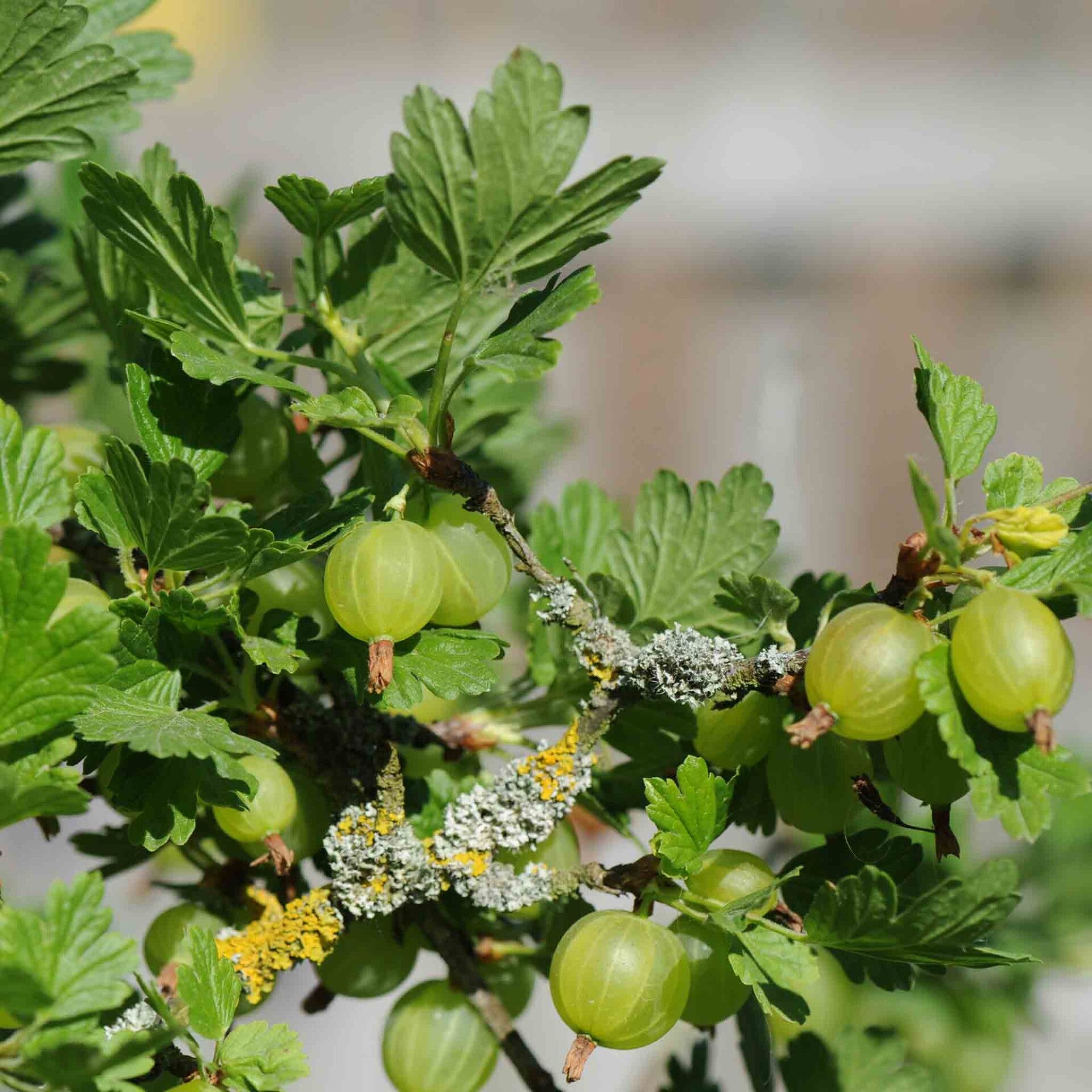 wir flattern auf heimische nachtfalter tagfalter raupen nahrungspflanzen österreich petra urbanek inge biller sabine gasparitz wirflatternauf bugs-team