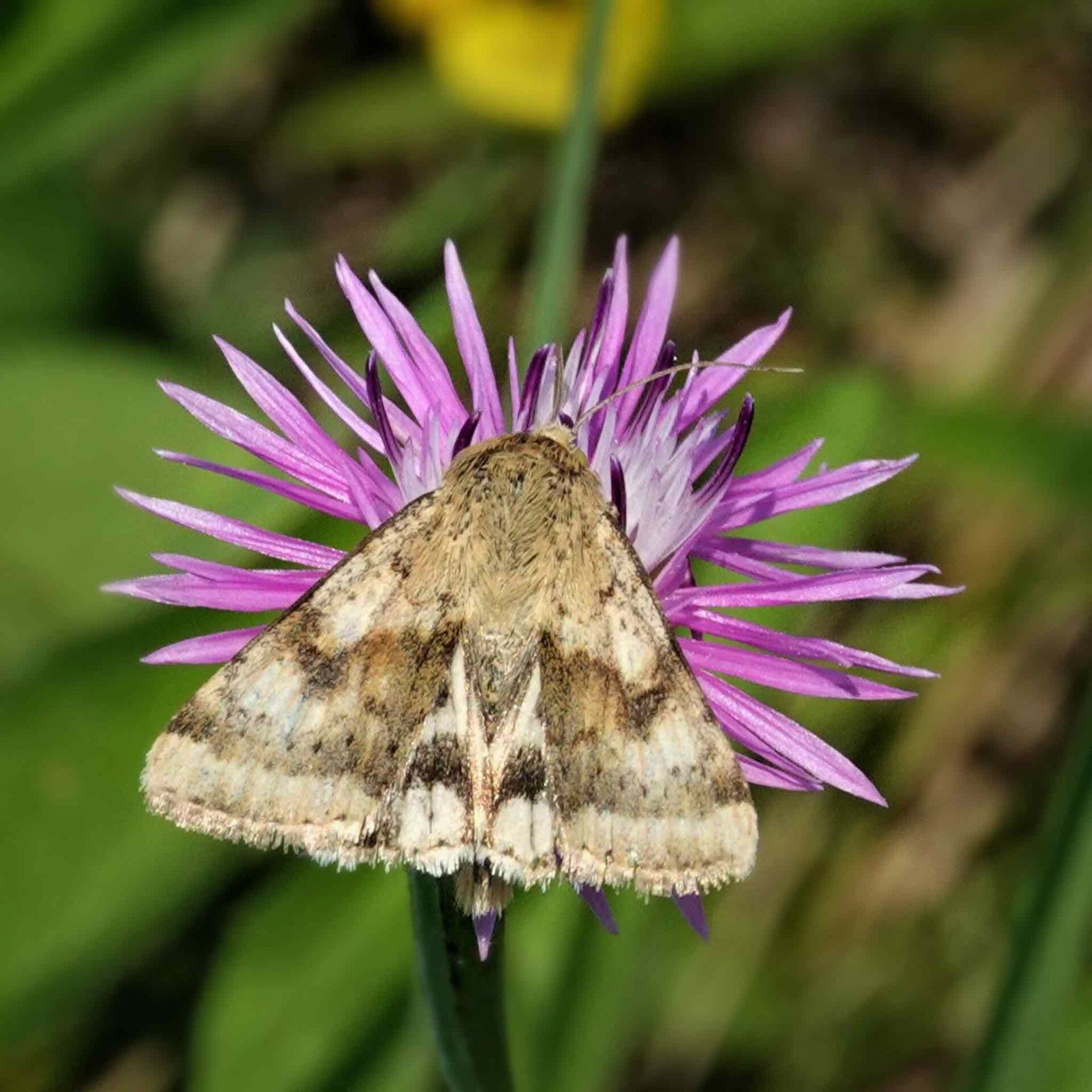 wir flattern auf heimische nachtfalter tagfalter raupen nahrungspflanzen österreich petra urbanek inge biller sabine gasparitz wirflatternauf bugs-team