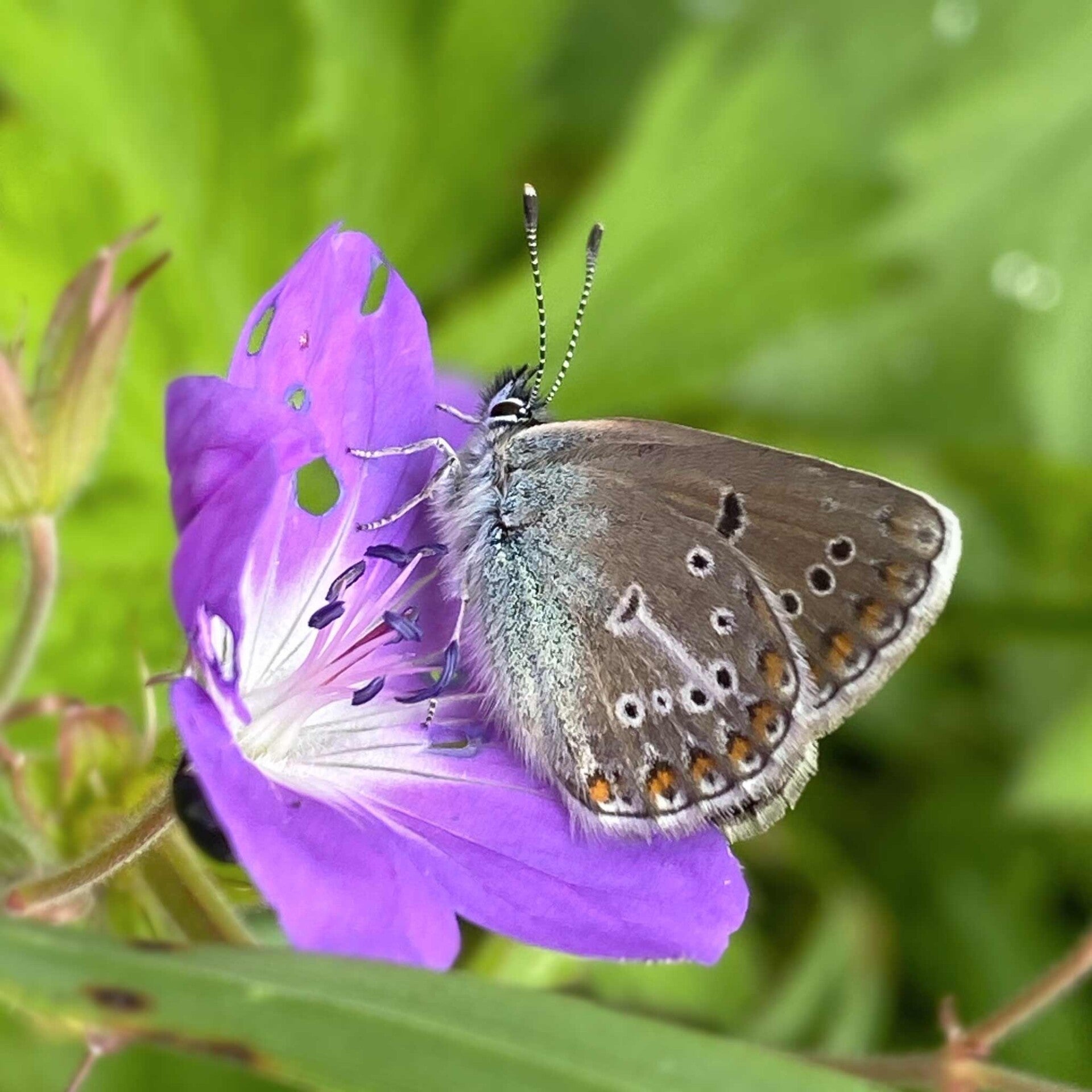 Storchschnabel-Bläuling Eumedonia eumedo wir flattern auf heimische nachtfalter tagfalter raupen nahrungspflanzen österreich petra urbanek inge biller sabine gasparitz wirflatternauf bugs-team