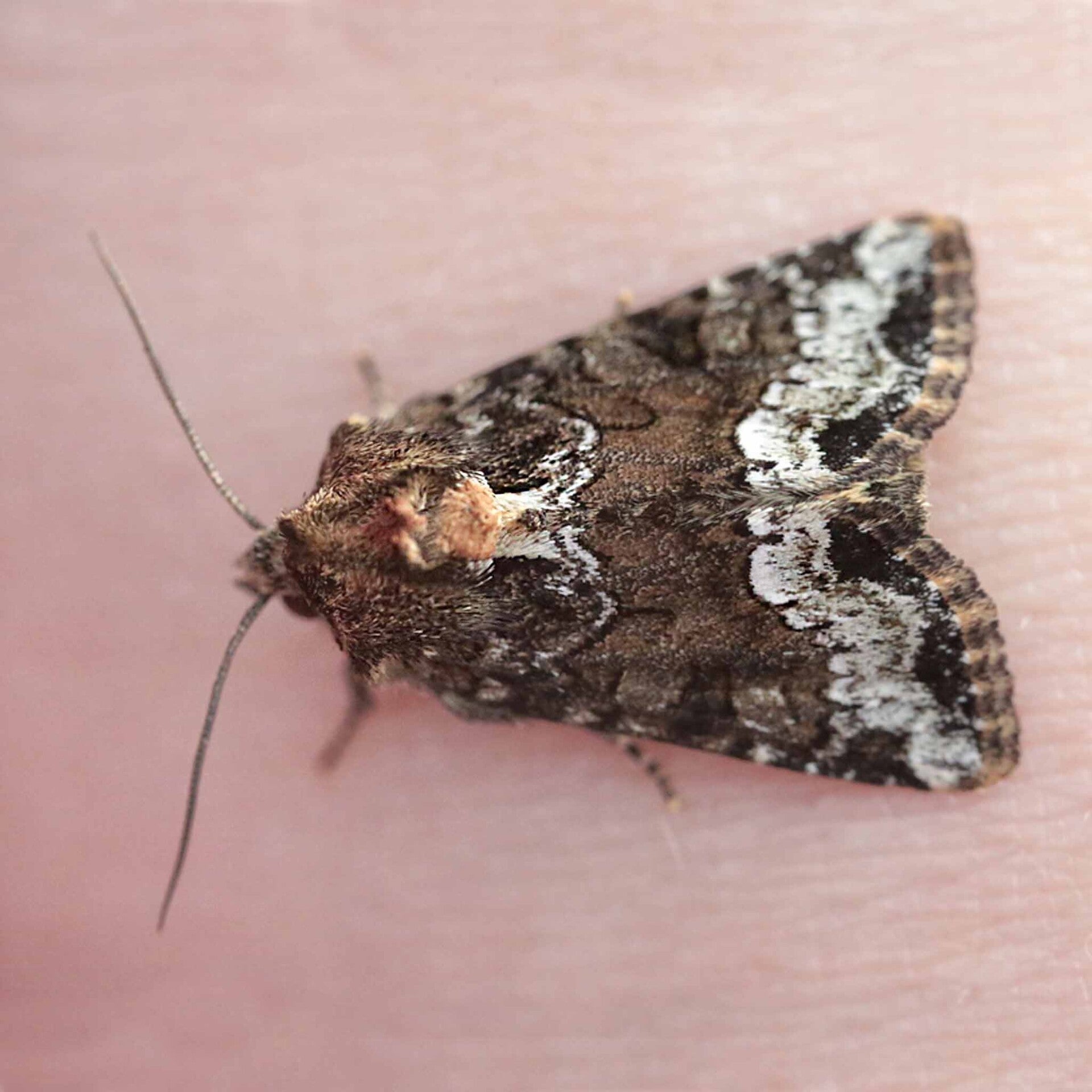 wir flattern auf heimische nachtfalter tagfalter raupen nahrungspflanzen österreich petra urbanek inge biller sabine gasparitz wirflatternauf bugs-team