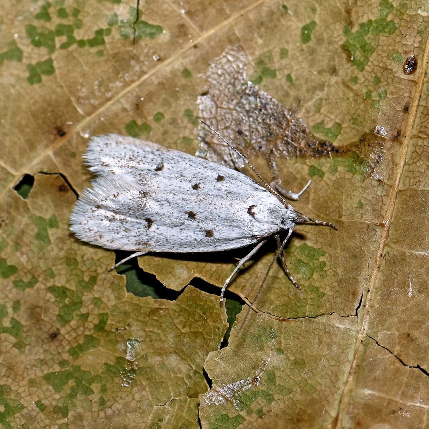 wir flattern auf heimische nachtfalter tagfalter raupen nahrungspflanzen österreich petra urbanek inge biller sabine gasparitz wirflatternauf bugs-team
