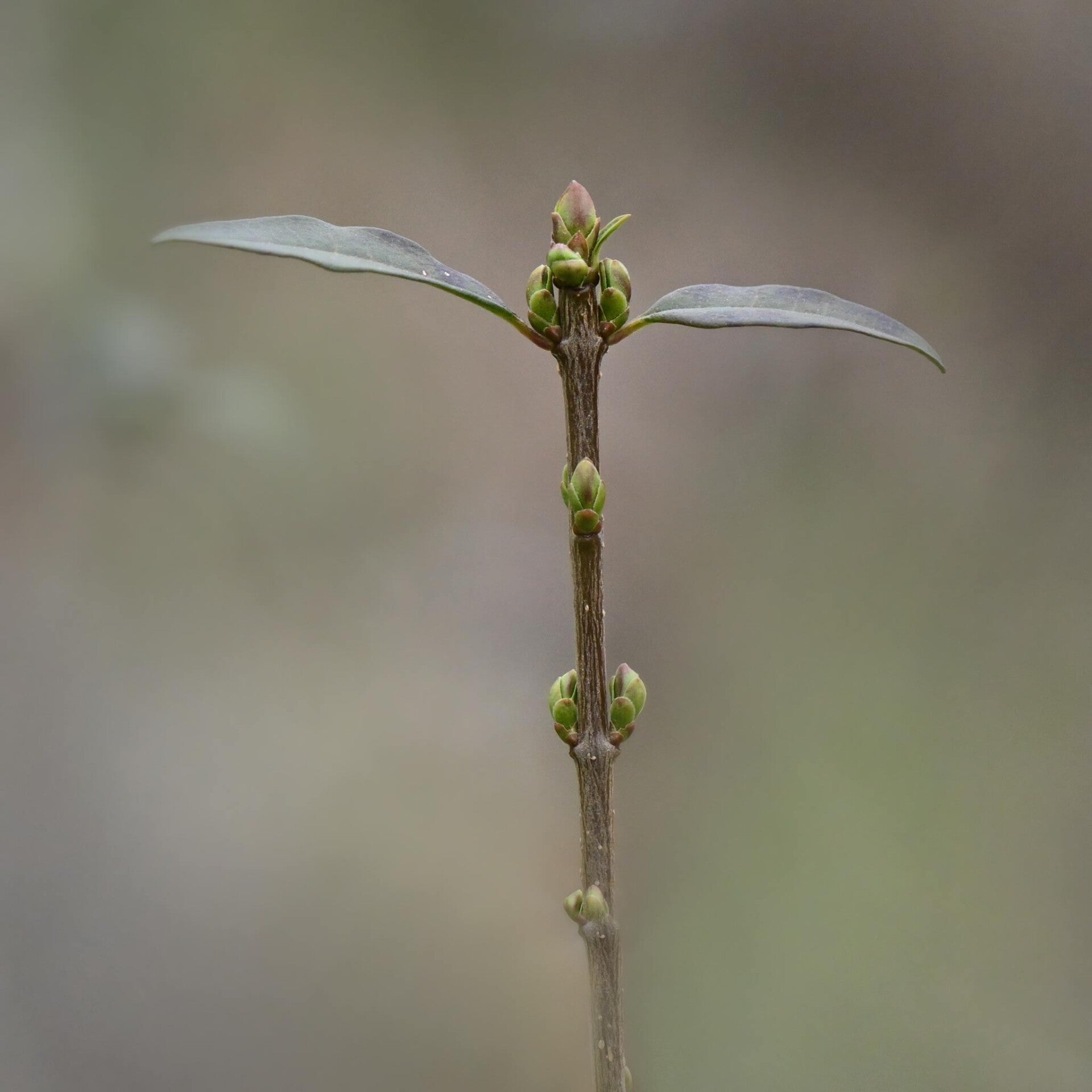 wir flattern auf heimische nachtfalter tagfalter raupen nahrungspflanzen österreich petra urbanek inge biller sabine gasparitz wirflatternauf bugs-team