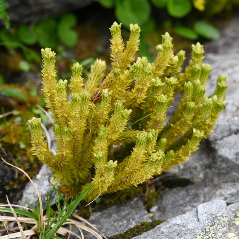 tannenb-rlapp_giglachseen-standard.jpg