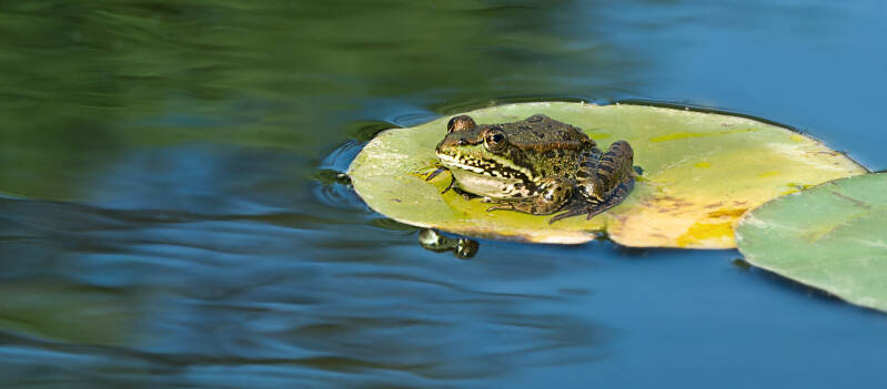 Frosch / Seerosenteich