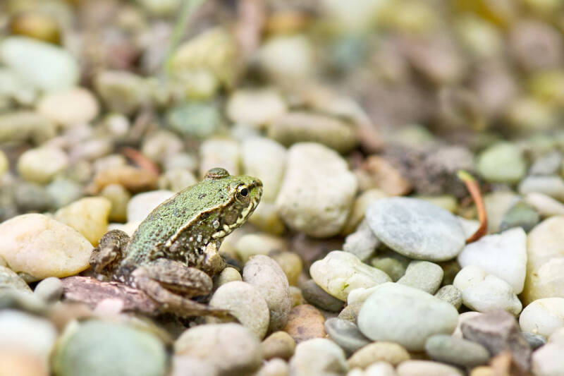 Frosch / Donau