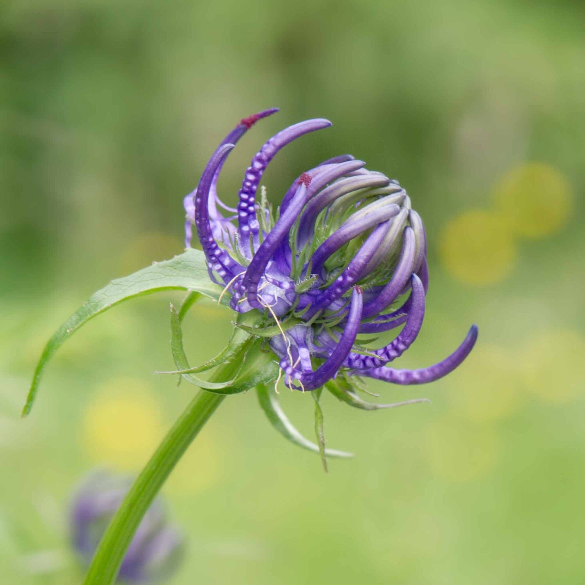 wir flattern auf heimische nachtfalter tagfalter raupen nahrungspflanzen österreich petra urbanek inge biller sabine gasparitz wirflatternauf bugs-team