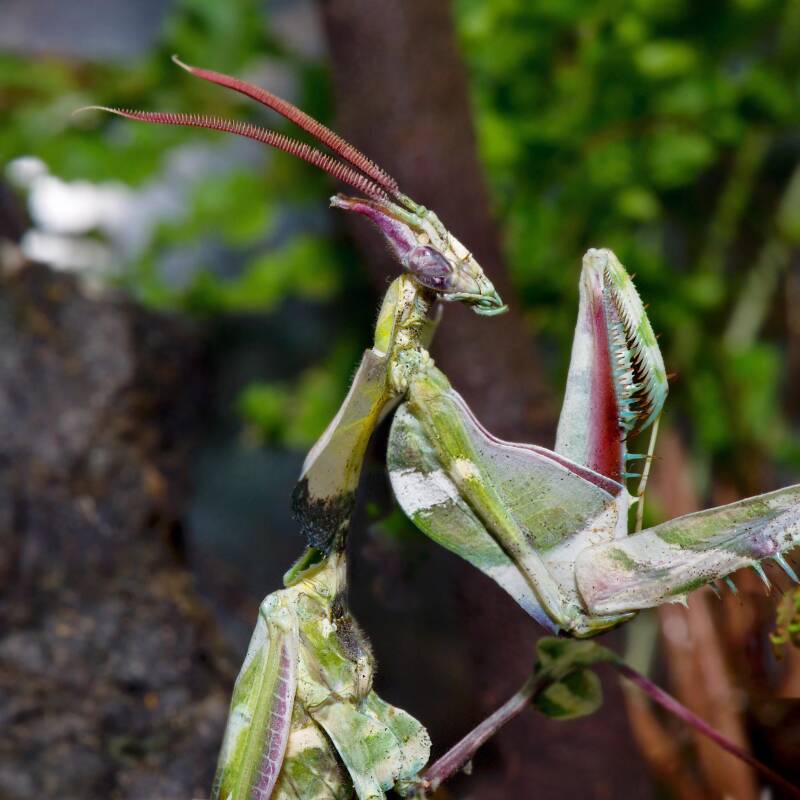 Teufelsmantis