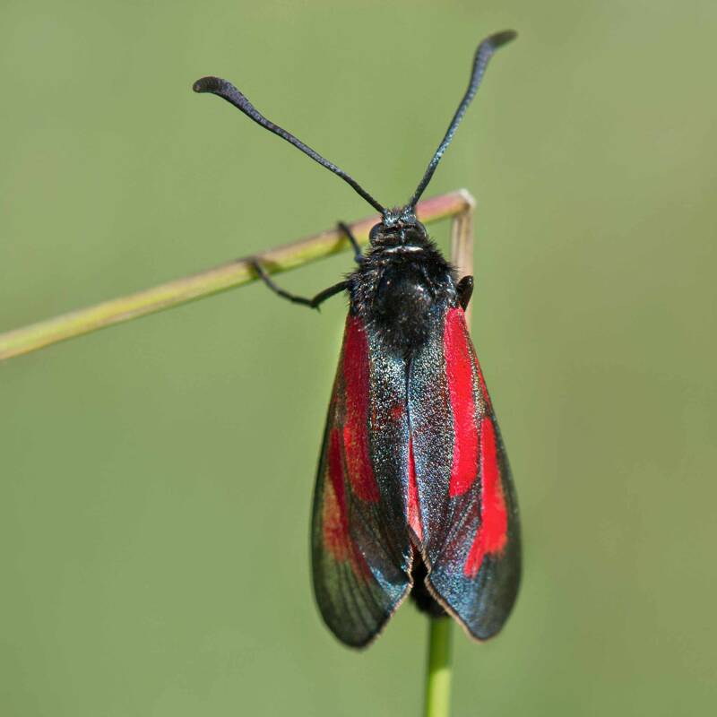 Thymian Widderchen / Perchtoldsdorfer Heide