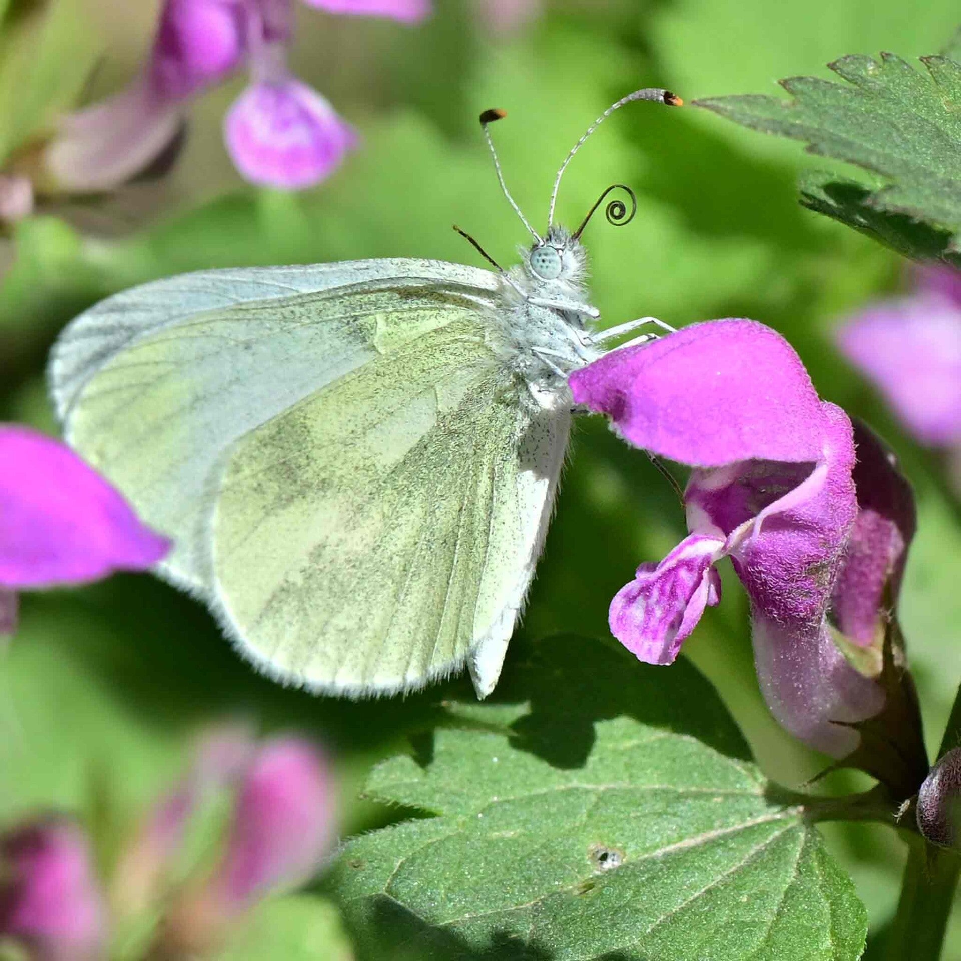 wir flattern auf heimische nachtfalter tagfalter raupen nahrungspflanzen österreich petra urbanek inge biller sabine gasparitz wirflatternauf bugs-team