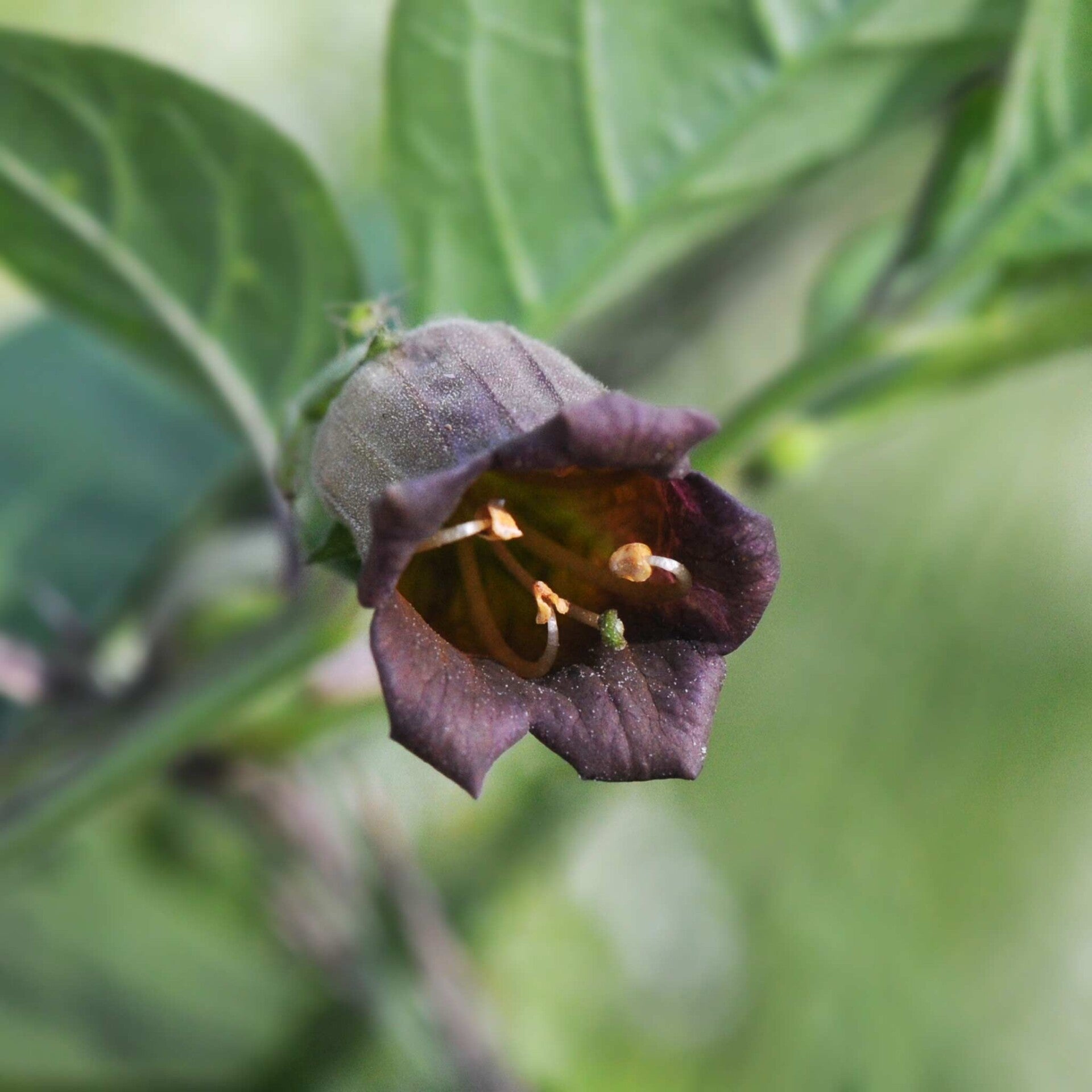 wir flattern auf heimische nachtfalter tagfalter raupen nahrungspflanzen österreich petra urbanek inge biller sabine gasparitz wirflatternauf bugs-team