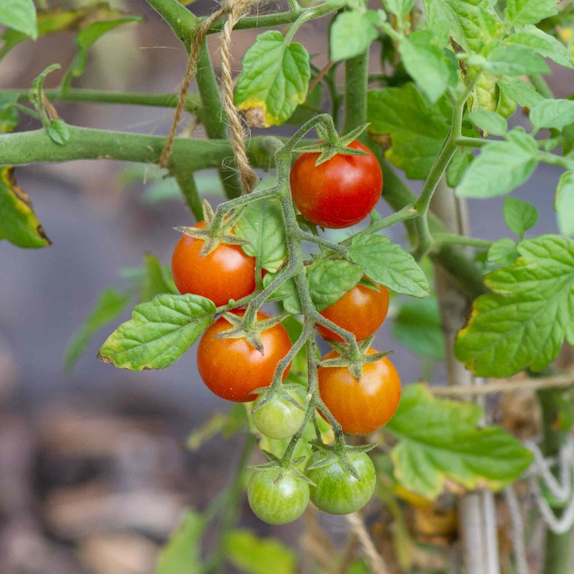 wir flattern auf heimische nachtfalter tagfalter raupen nahrungspflanzen österreich petra urbanek inge biller sabine gasparitz wirflatternauf bugs-team
