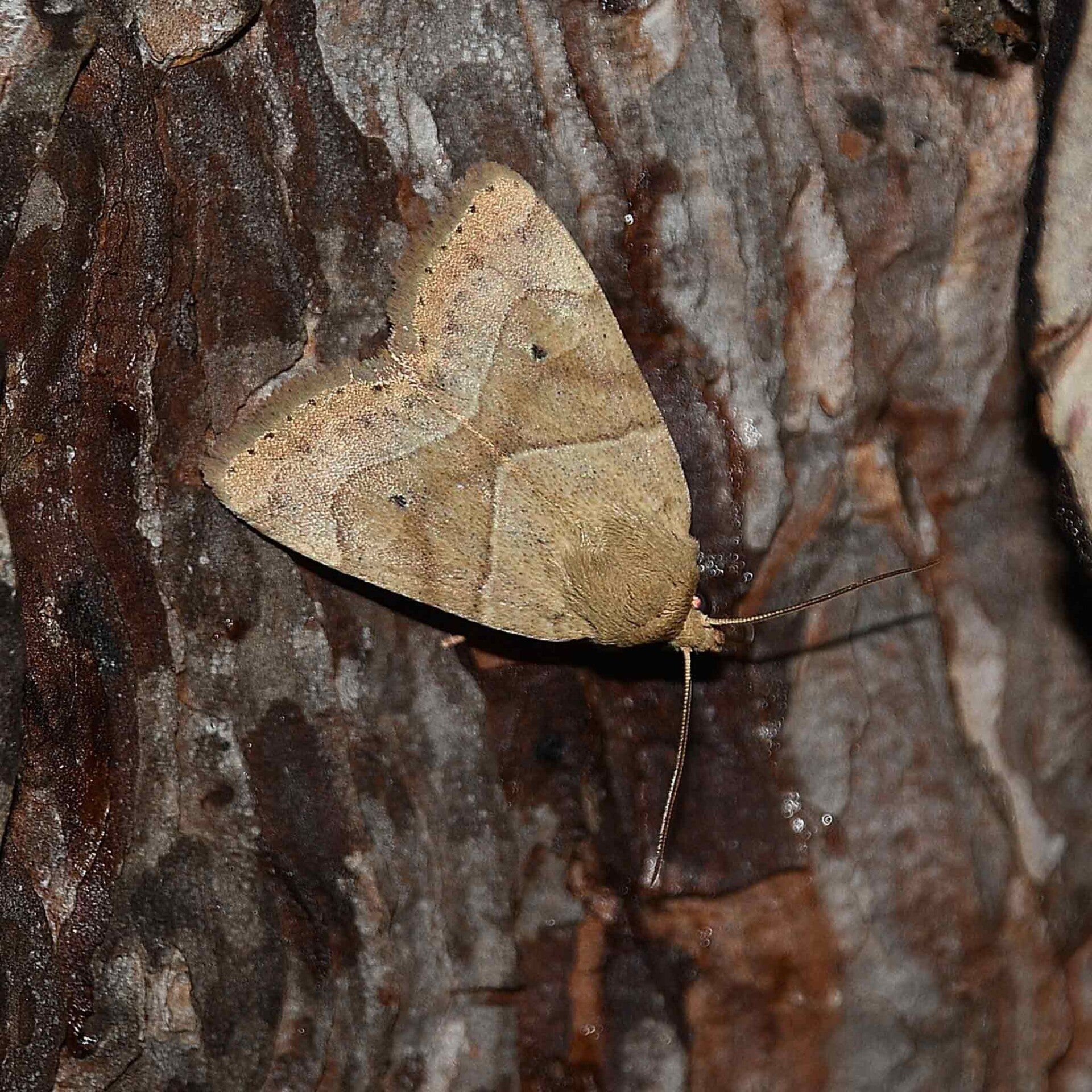 wir flattern auf heimische nachtfalter tagfalter raupen nahrungspflanzen österreich petra urbanek inge biller sabine gasparitz wirflatternauf bugs-team