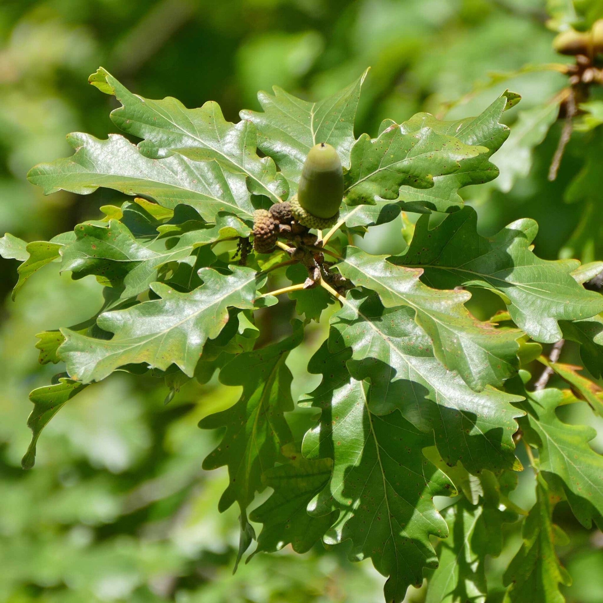 wir flattern auf heimische nachtfalter tagfalter raupen nahrungspflanzen österreich petra urbanek inge biller sabine gasparitz wirflatternauf bugs-team