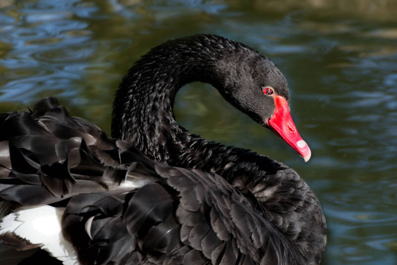 Trauerschwan