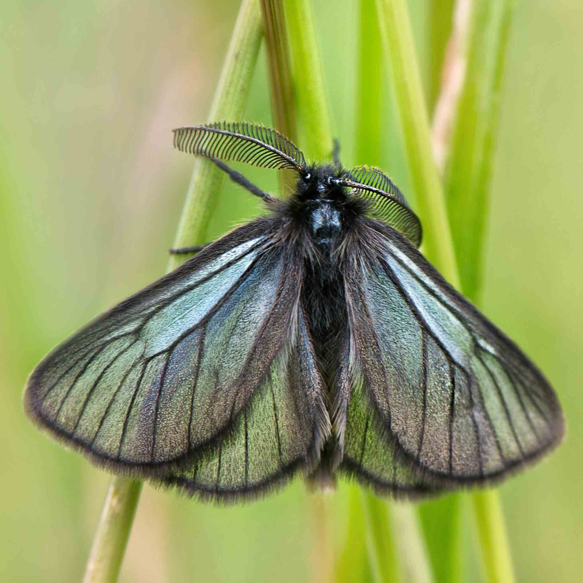 wir flattern auf heimische nachtfalter tagfalter raupen nahrungspflanzen österreich petra urbanek inge biller sabine gasparitz wirflatternauf bugs-team