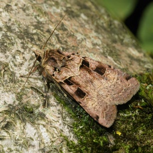 Südöstliche Grasbüscheleule Apamea syriaca wir flattern auf heimische nachtfalter tagfalter raupen nahrungspflanzen österreich petra urbanek inge biller sabine gasparitz wirflatternauf bugs-team