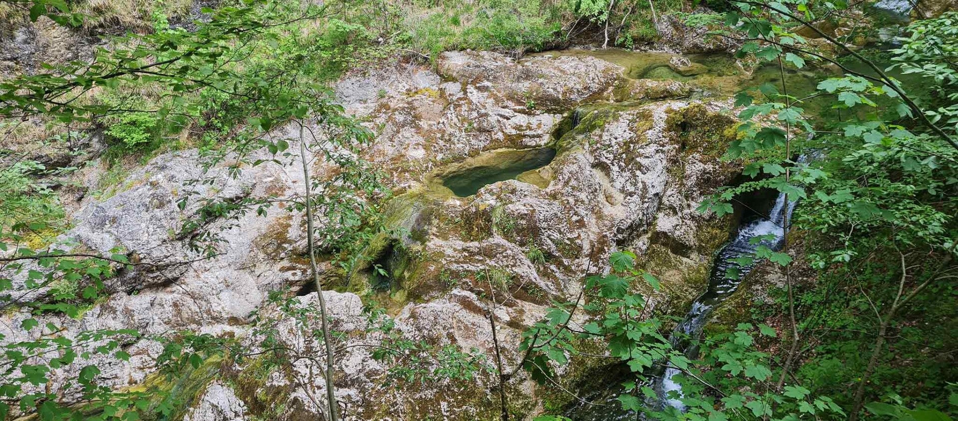 wir flattern auf heimische nachtfalter tagfalter raupen nahrungspflanzen österreich petra urbanek inge biller sabine gasparitz wirflatternauf bugs-team