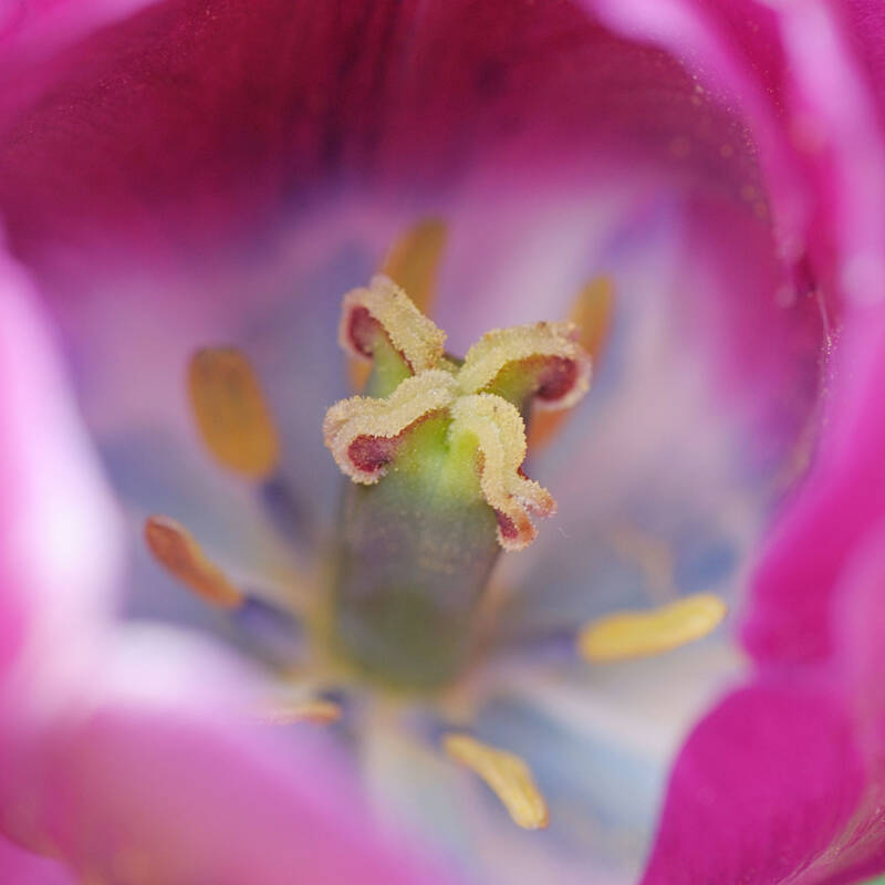 Tulpen-Stempel / Kittenberg