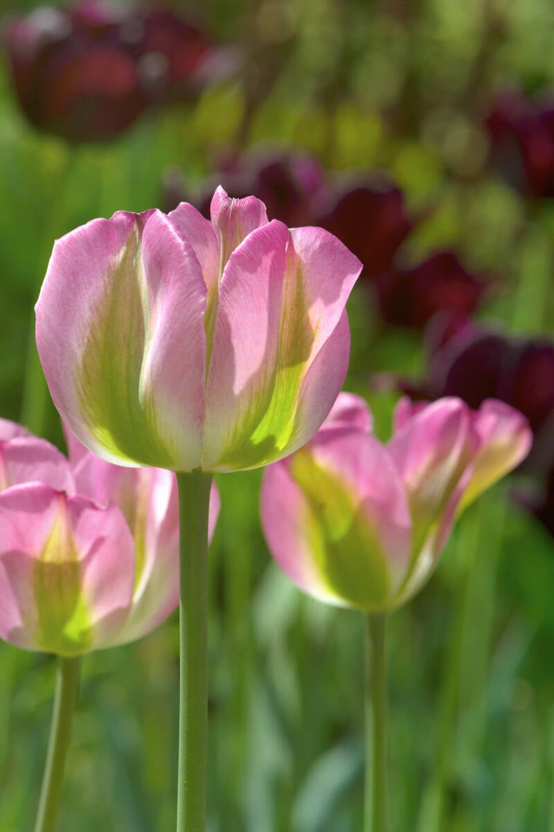 Tulpen / Park